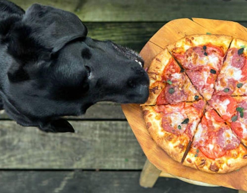 Dog eating pizza