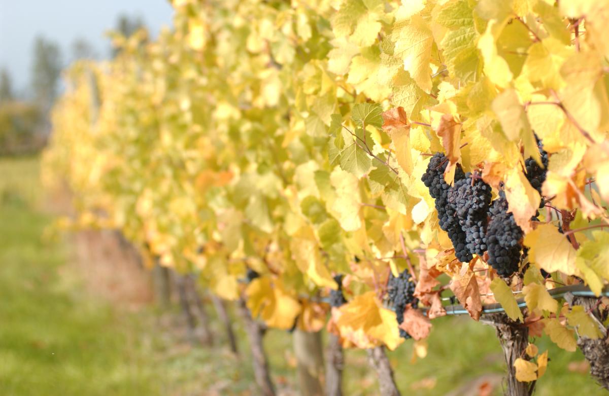 Fall Vineyard