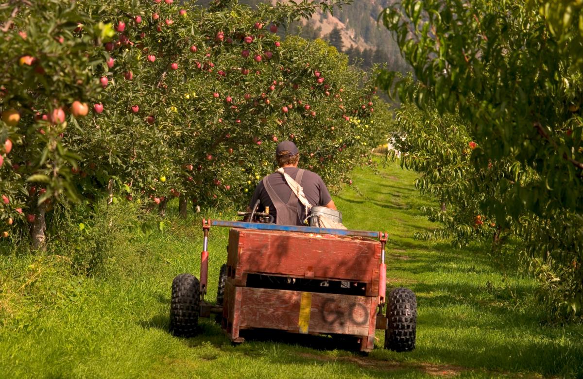 A man rides a tractor through the apple orchard at Gatzke's Farm Market