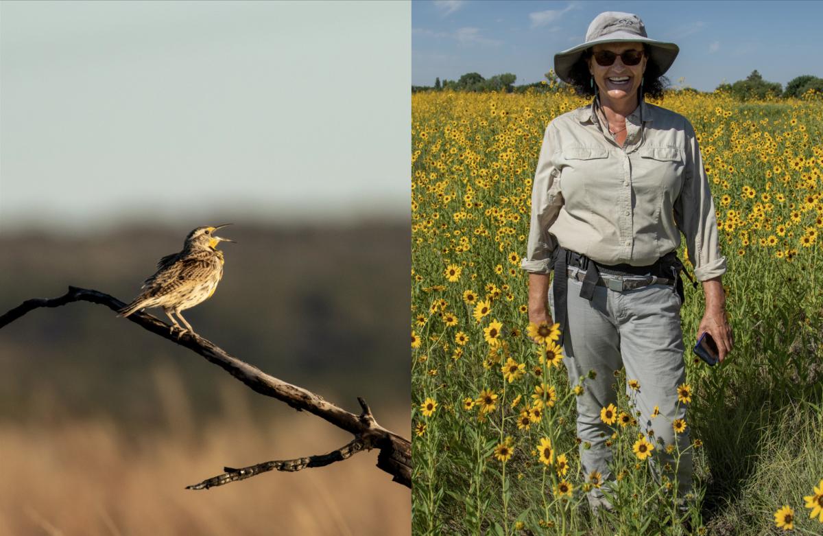 A western meadowlark & state botanist Daniela Roth, New Mexico Magazine