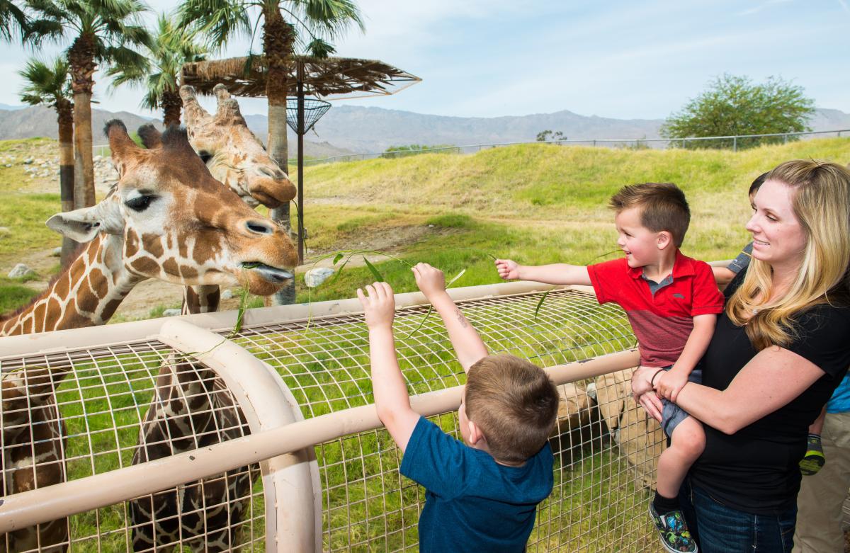 Children feeding a giraffe at The Living Desert