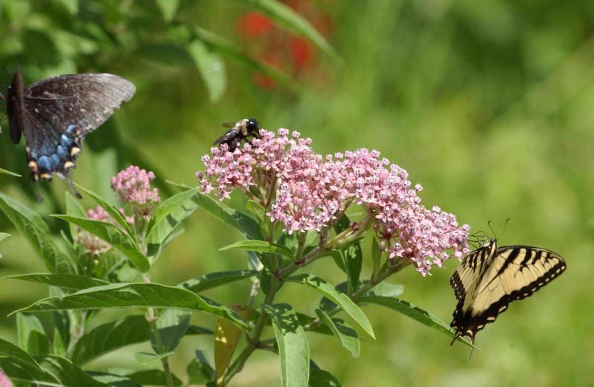Don Sweeney - Butterfly - Bees - Pollinators - FCPA