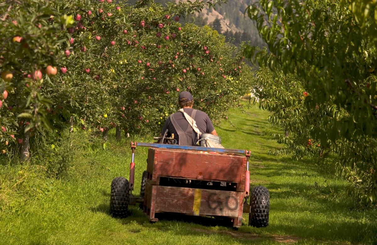 Man driving a tractor between rows of apple trees at Gatzke`s Farm Market