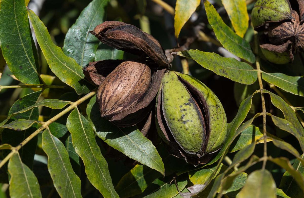 Pecans
