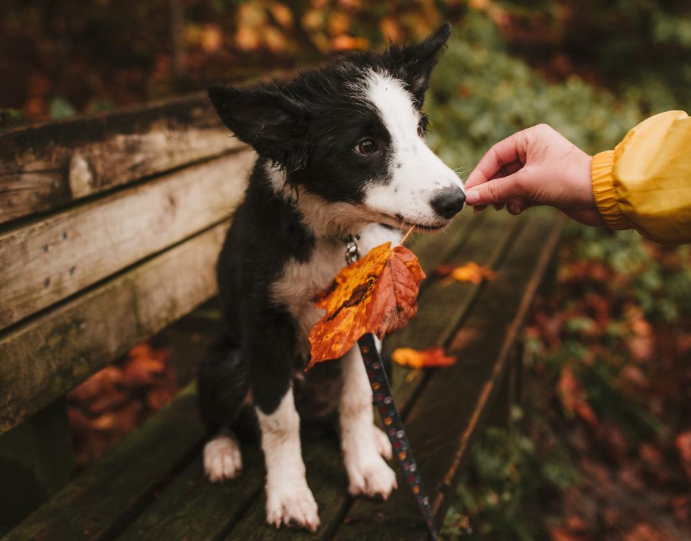 Dog in the Fall