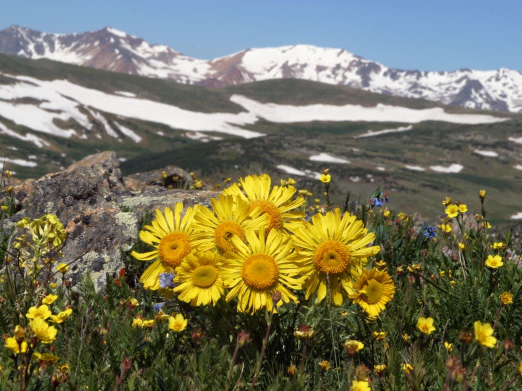 The Rocky Mountains near Estes Park, Colorado, features some of the best opportunities for wildflower viewing in the country.