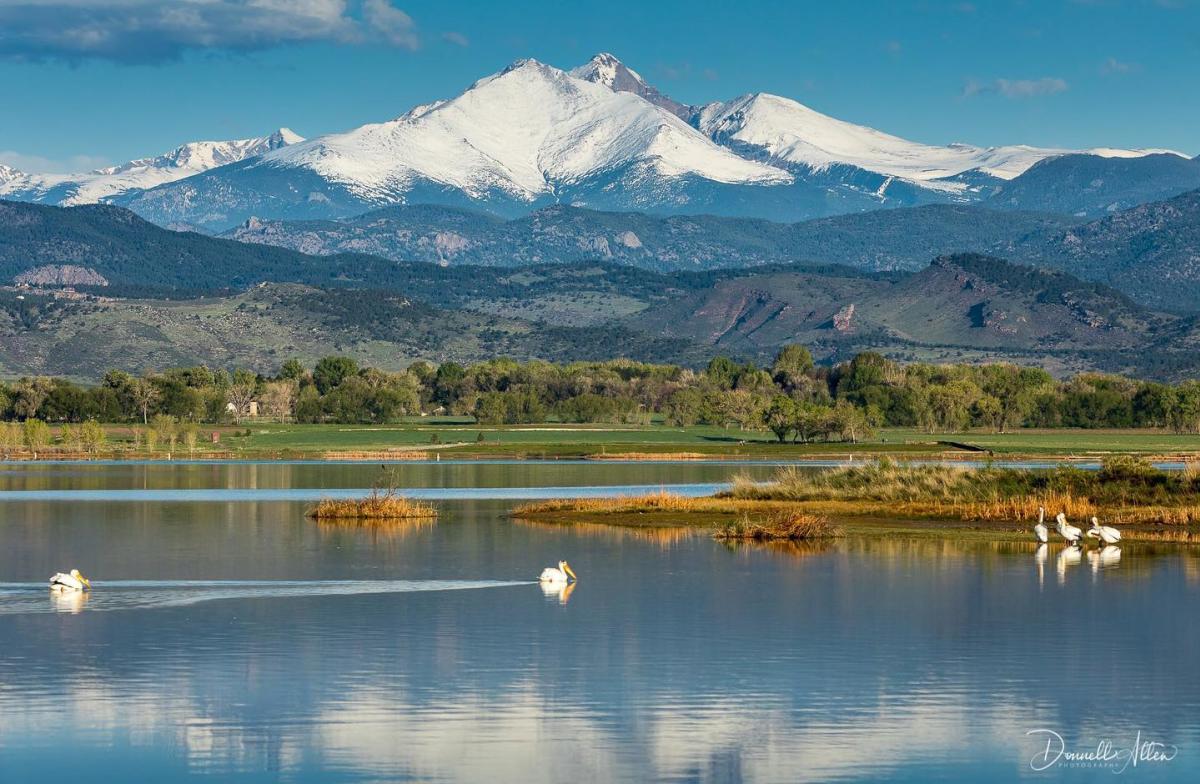 McIntosh Lake with pelicans