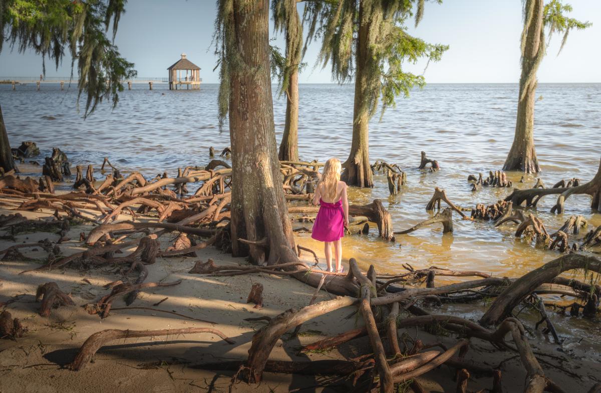 Exploring Fontainebleau State Park's shoreline cypress trees