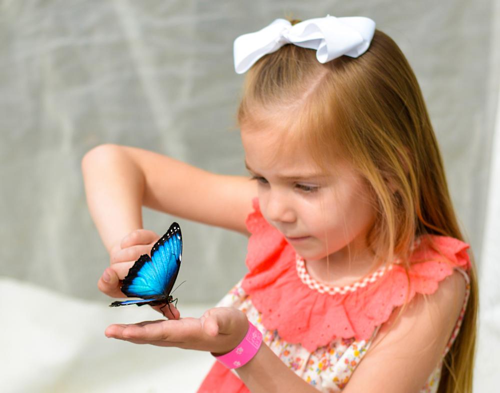 Botanical Conservatory Live Butterfly Exhibit