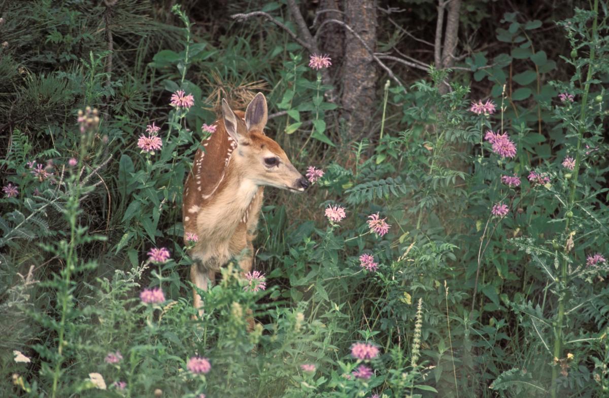 Whitetail Deer