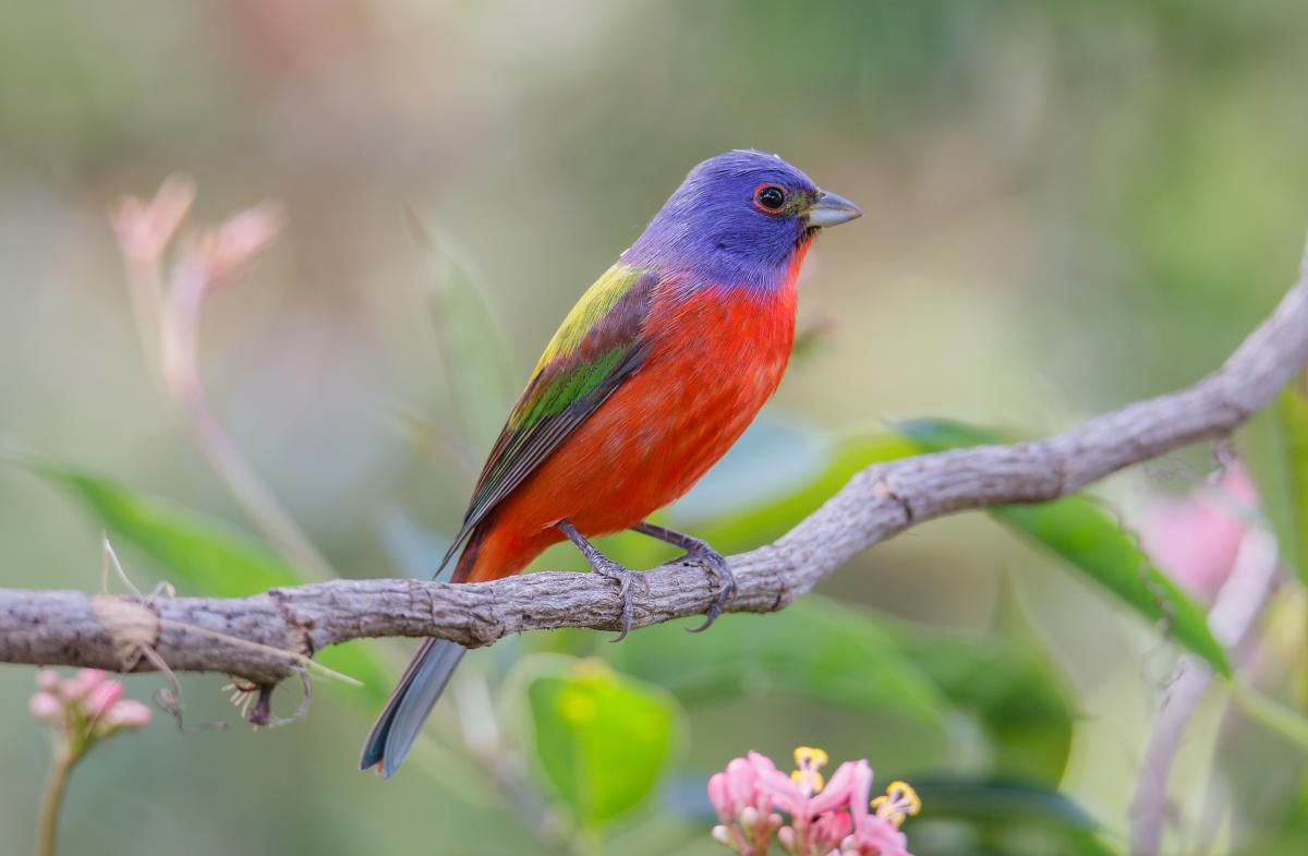 Painted Bunting Julie Torkomian/Audubon Photography Awards