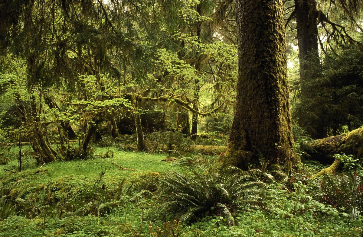 Rain Forest Olympic NP