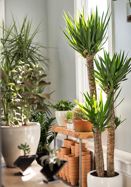 View inside Stump Plants of several flower pots, succulents, palms and other green plants