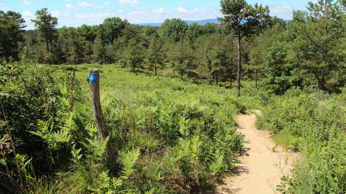 Outdoor Adventures Albany Pine Bush in Albany NY