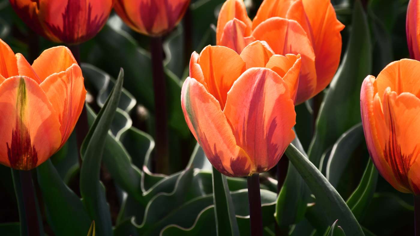 Red flowers