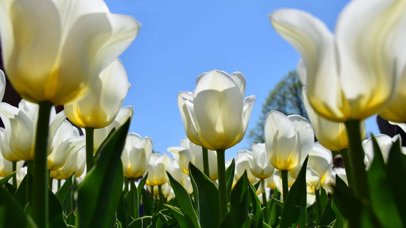 Tulips in Washington Park