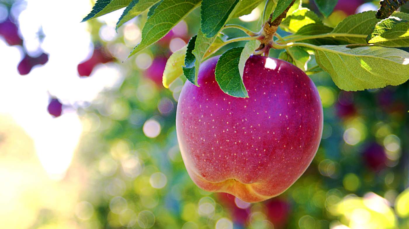 Apple tree