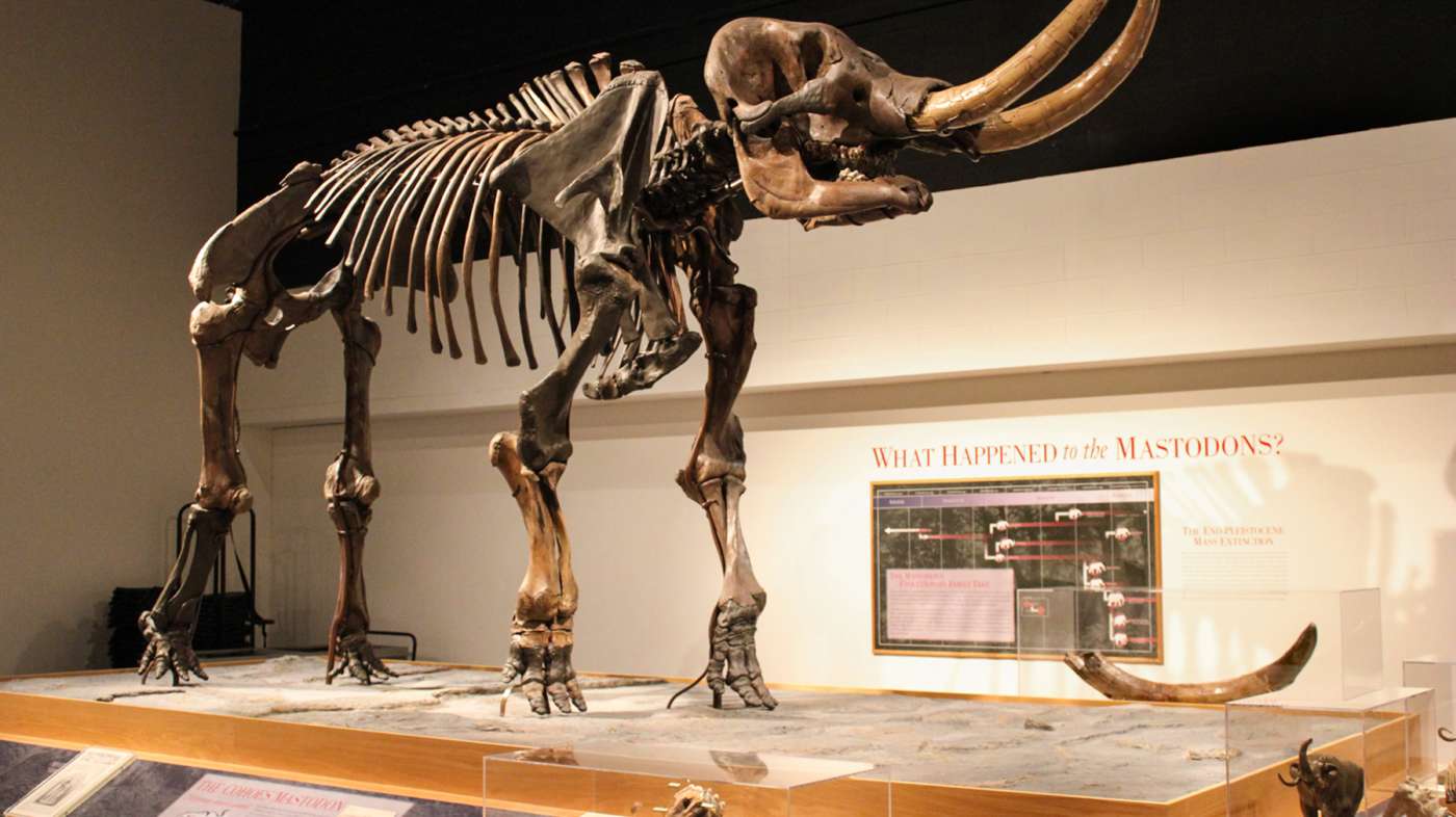 New York State Museum