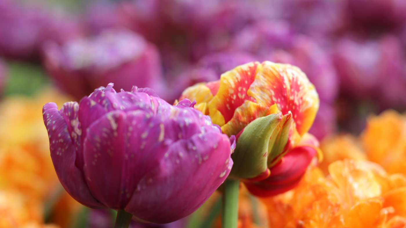 Colorful flowers
