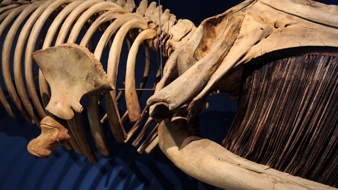Whale skeleton