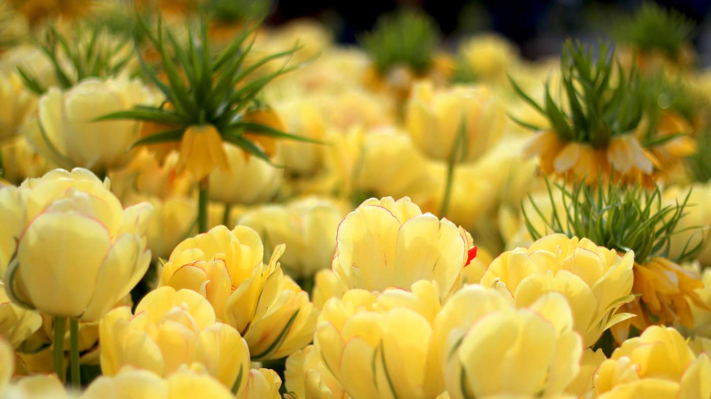 Yellow flowers