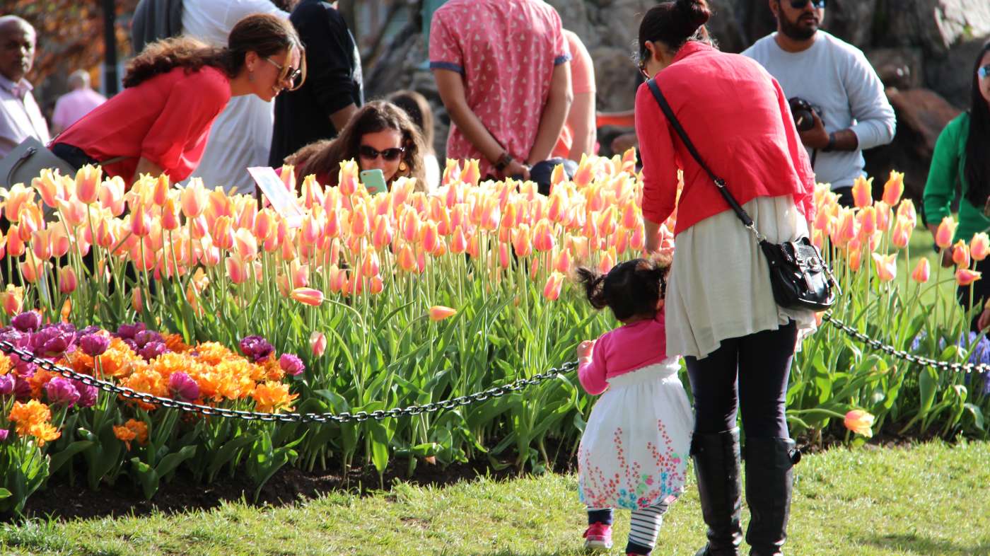 Spring flowers in the park