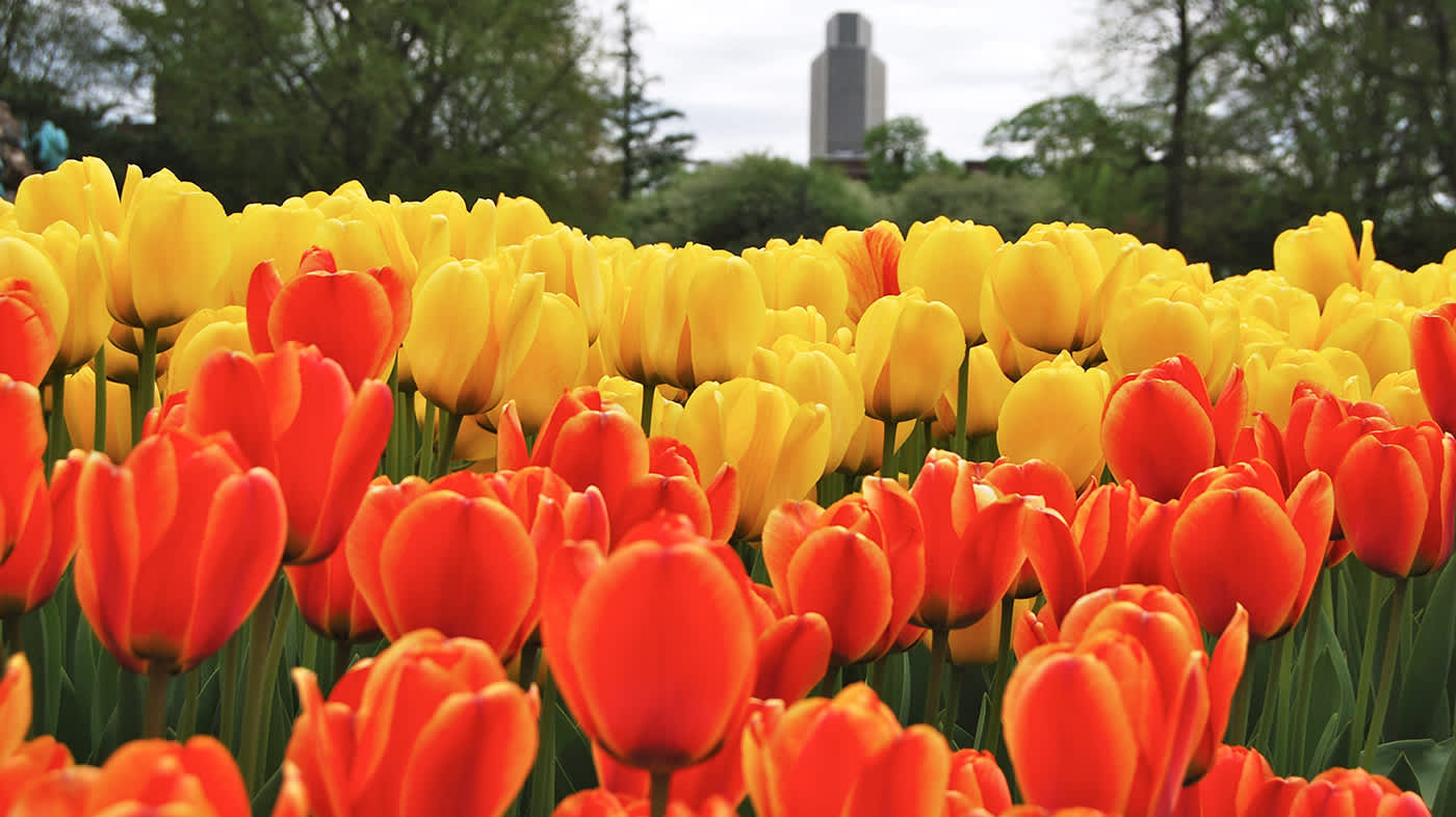 Tulips