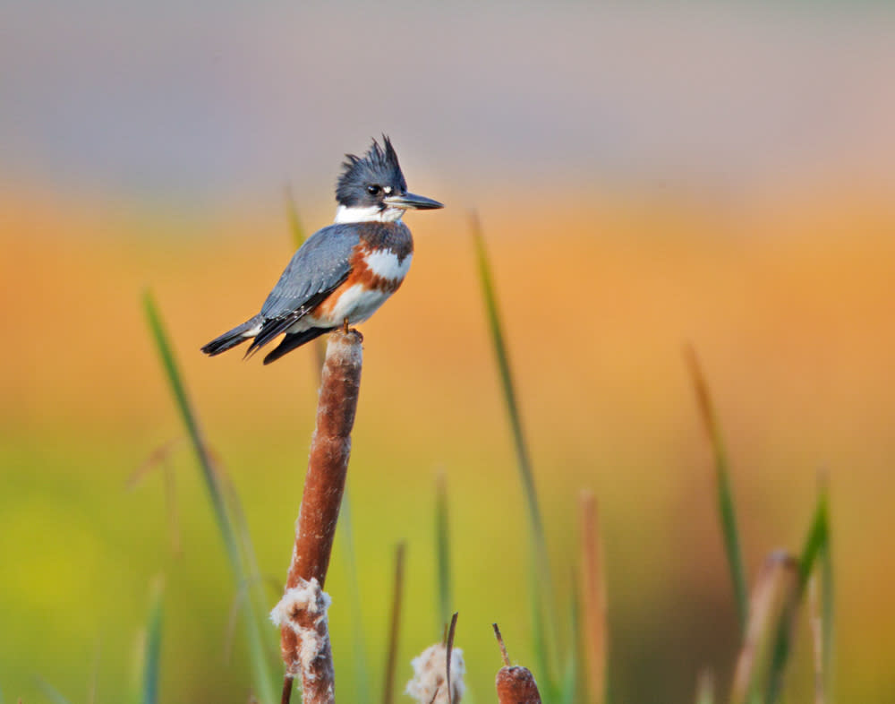 Photo Credit: Belted Kingfisher by Bob Feldman/Audubon Photography Awards