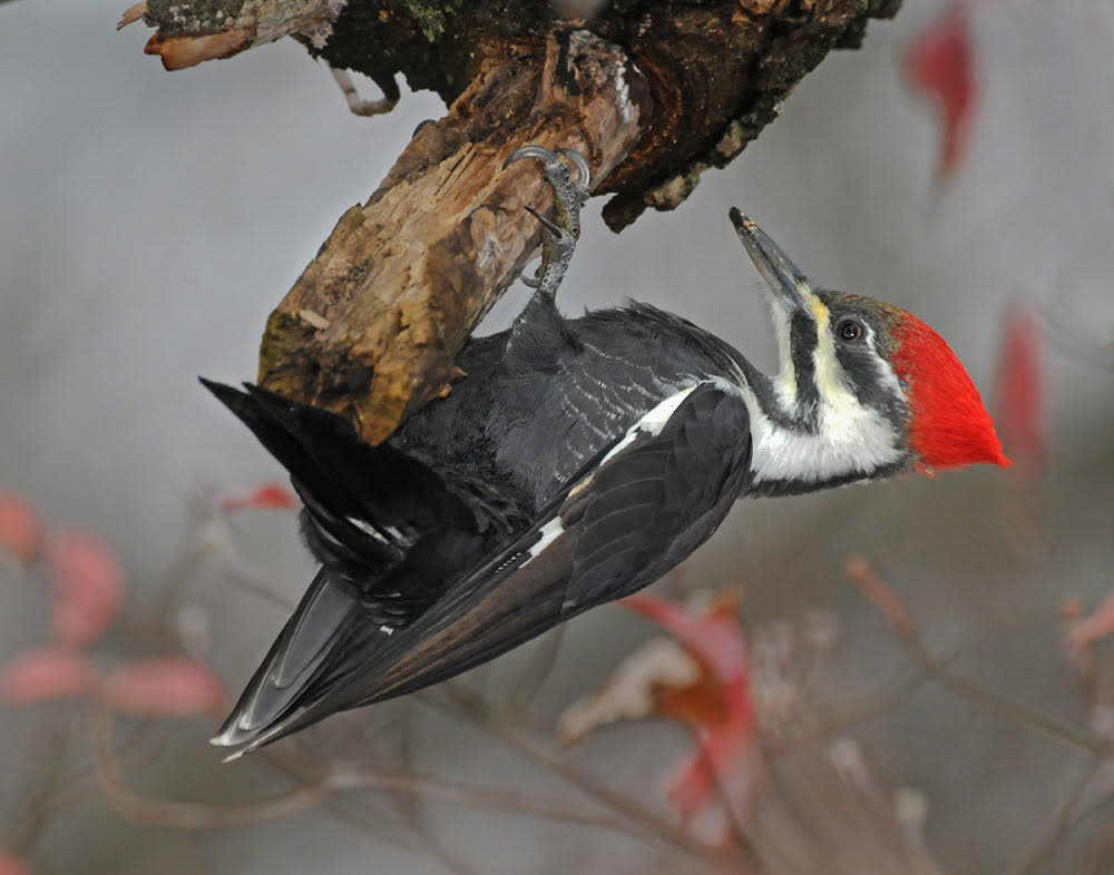 Pileated Woodpecker by Rolland Swain/Audubon Photography Awards