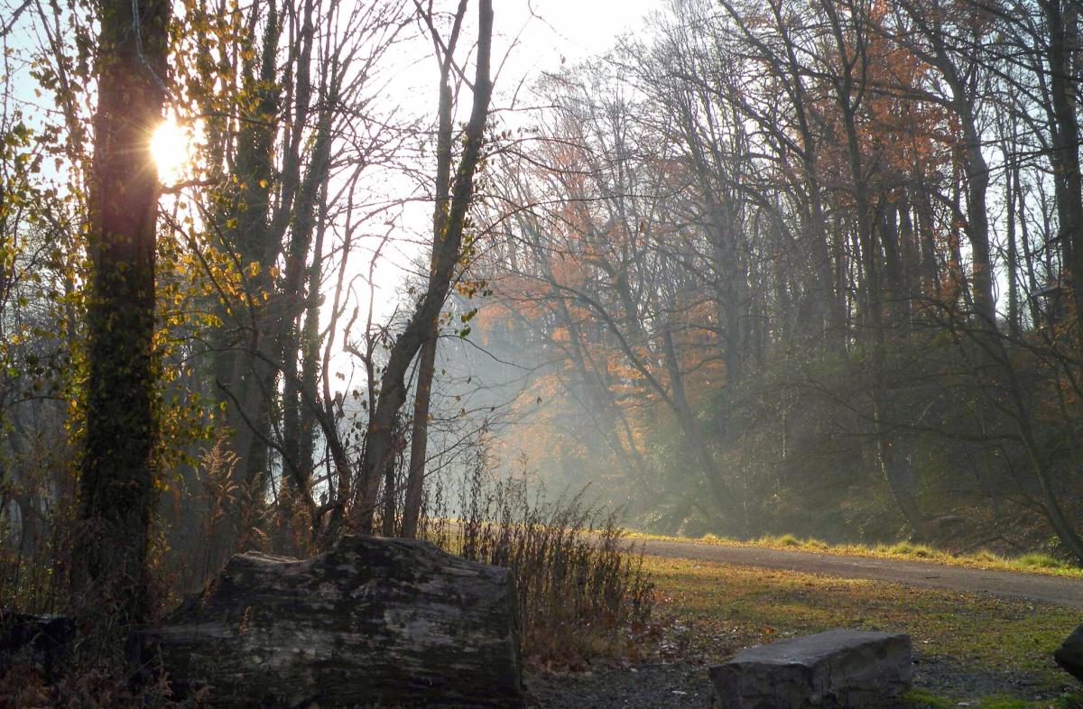 Yardley Canal Towpath fall Elisa Baxt