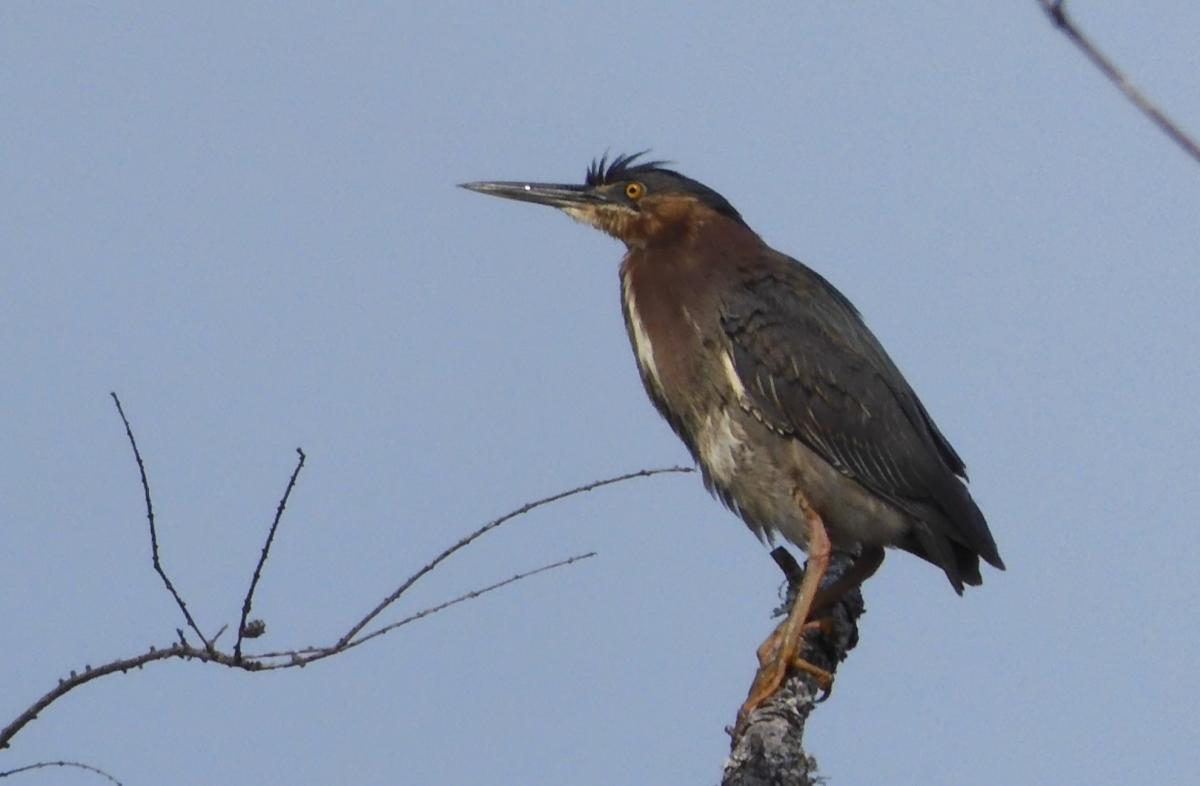 Green Heron perched against blue/grey sky on a branch or post
