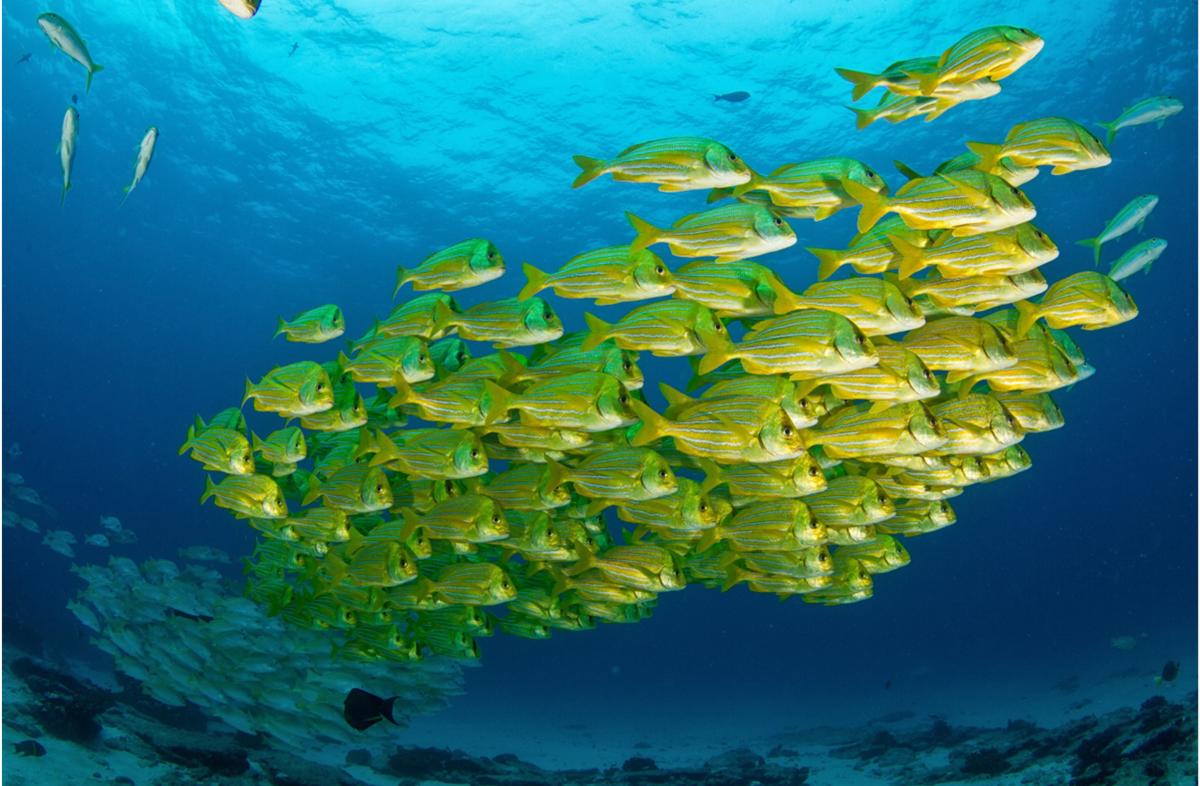 pecesitos - buceo - Los Cabos
