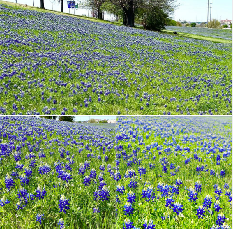 Bluebonnets 183 beltline