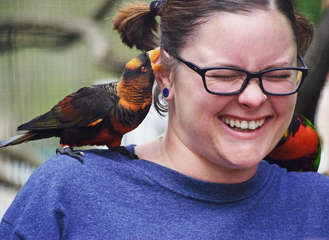 Lehigh Valley Zoo Lorikeet
