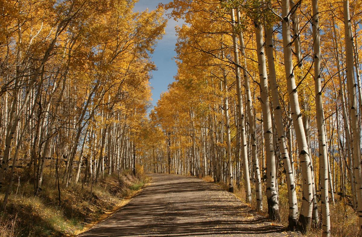 Aspen-Road_Fall-foliage