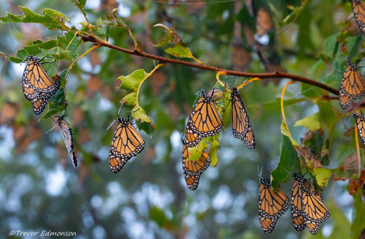 Monarchs hanging from leaves on a tree