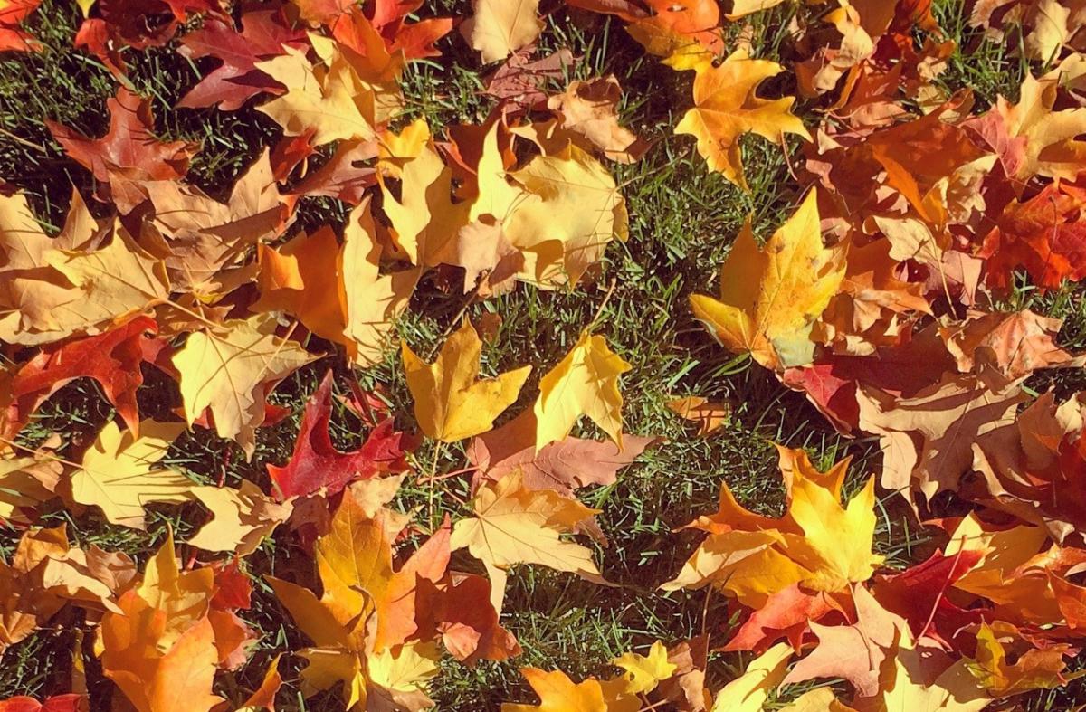Fall in Rochester, MN