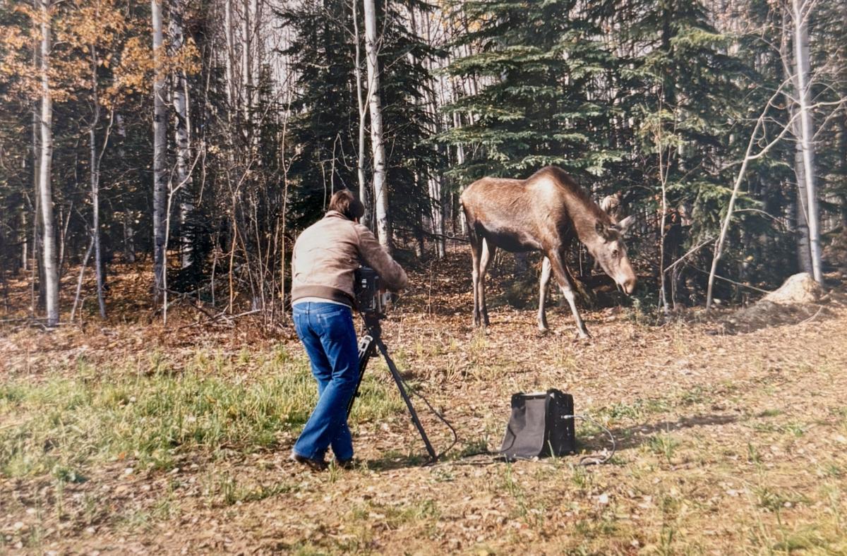 A person with a tripod taking a video of a moose. The person is standing very close to the moose.