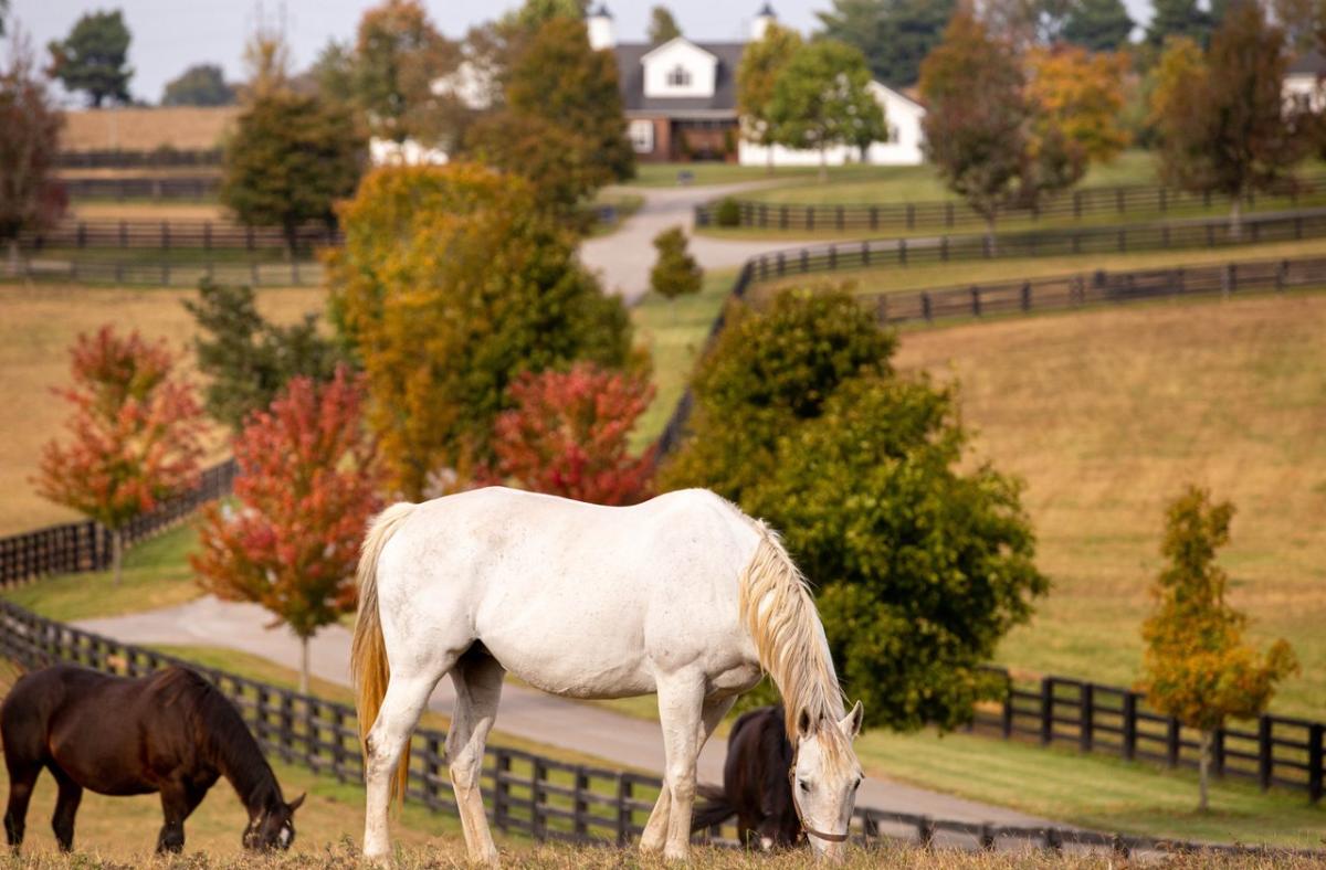 Horse Farm in the Fall