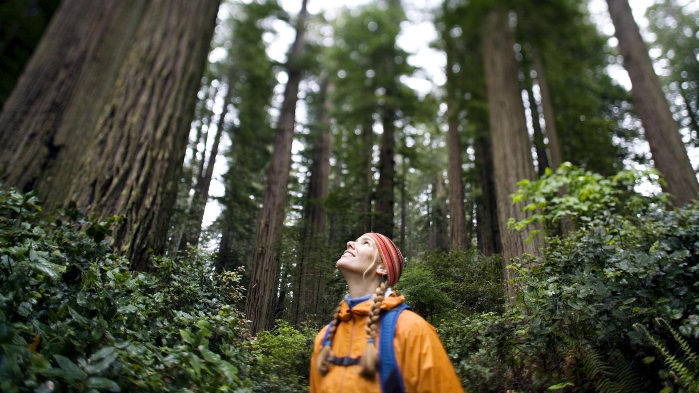 Best Redwood Hikes