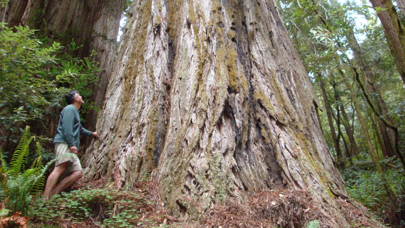 Top Ten Redwood Coast Story Ideas
