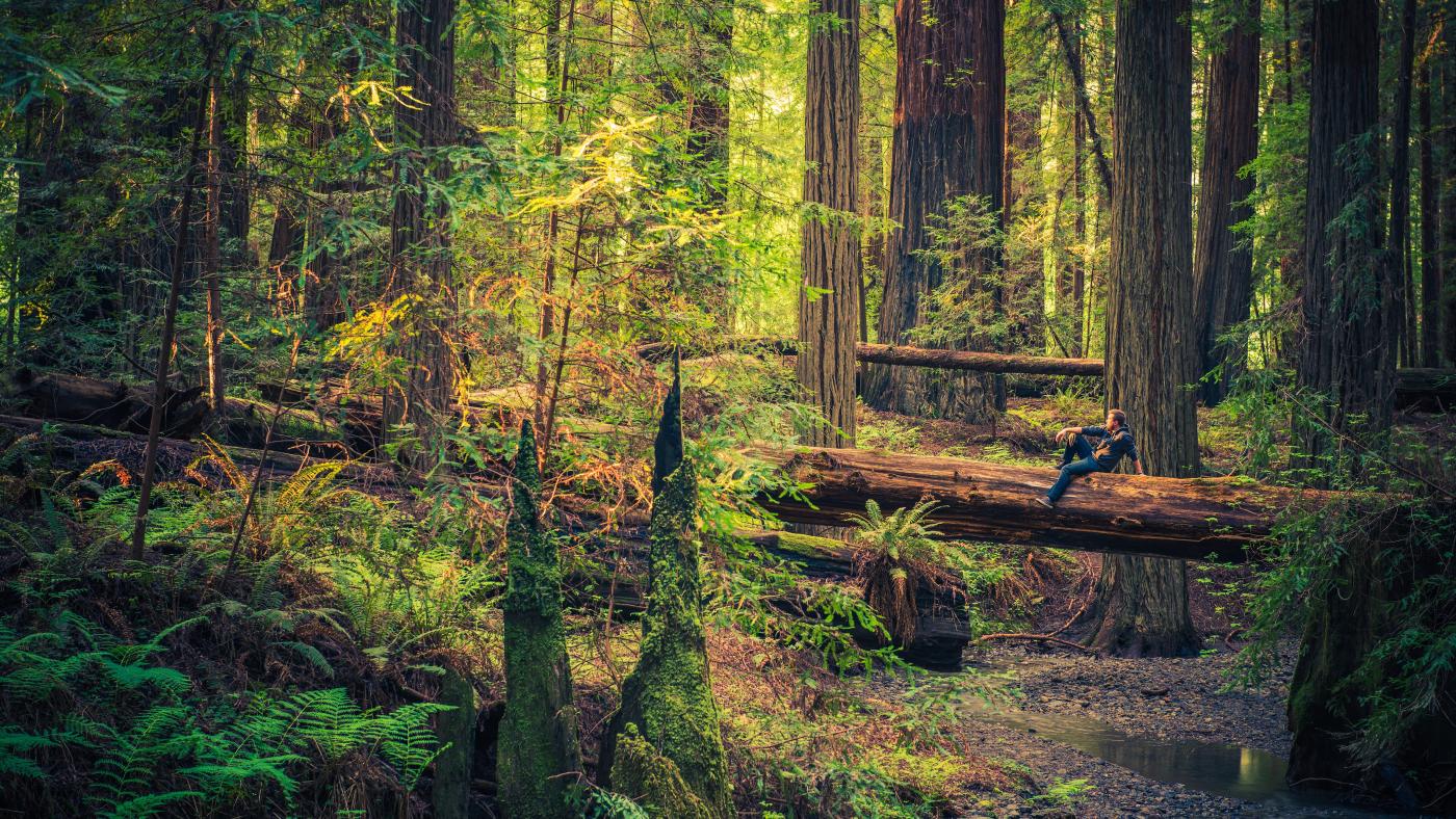 About Coastal Redwoods