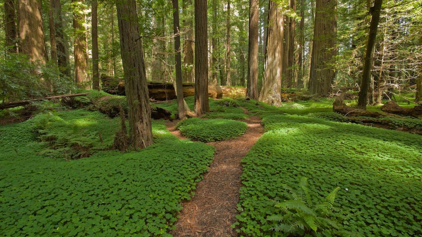 Forest Bathing