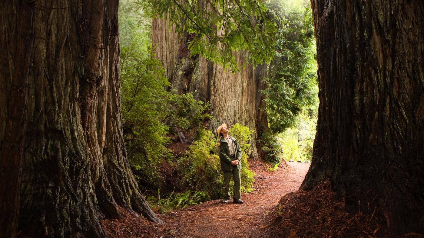 Ranger in the Redwoods