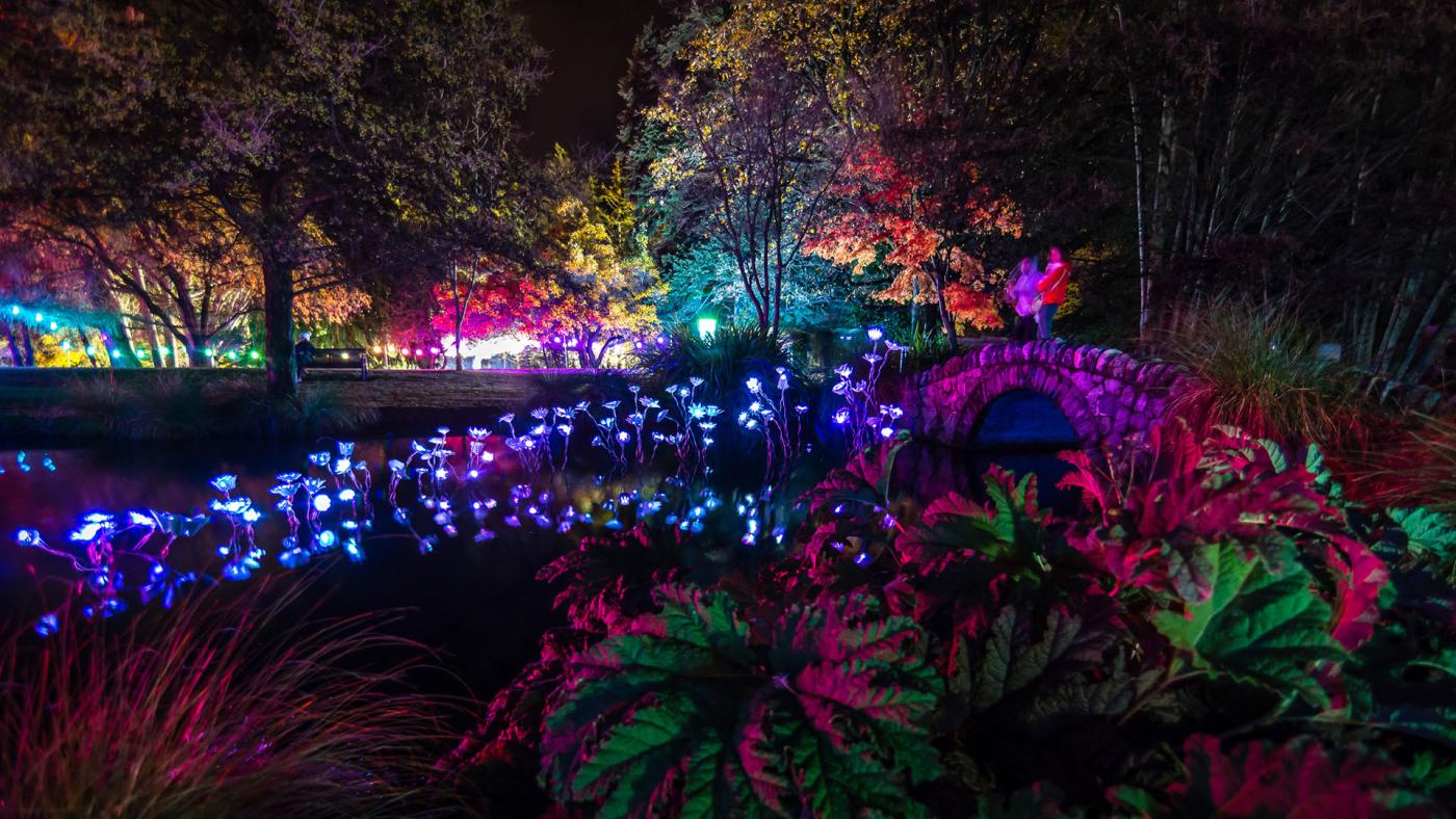 Colourful lights in the Queenstown gardens for Luma Light Festival