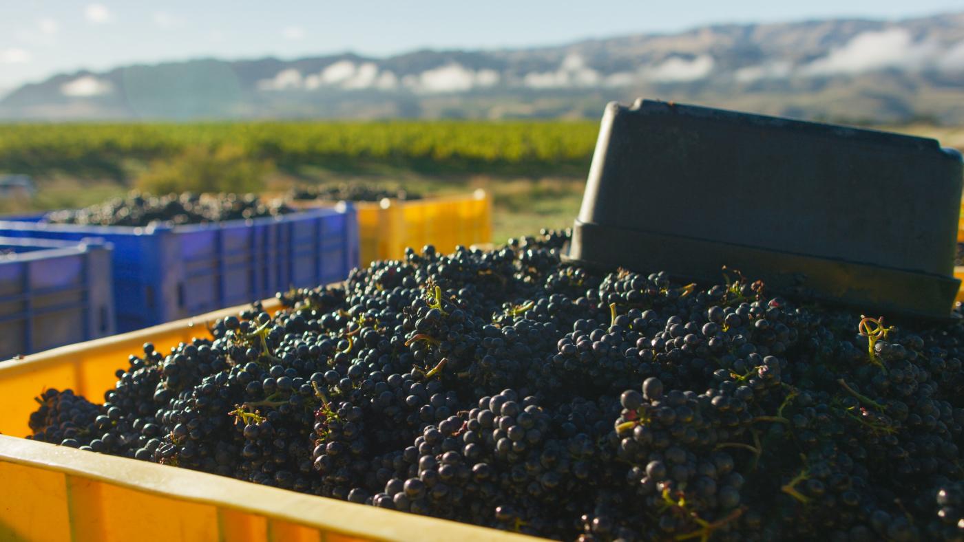 Gibbston Valley Winery Grape Harvest