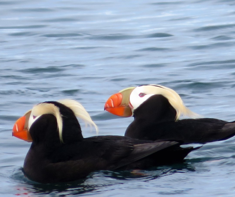 Two tufted puffins with vibrant orange beaks and distinctive blonde tufts, floating serenely on the calm ocean waters.