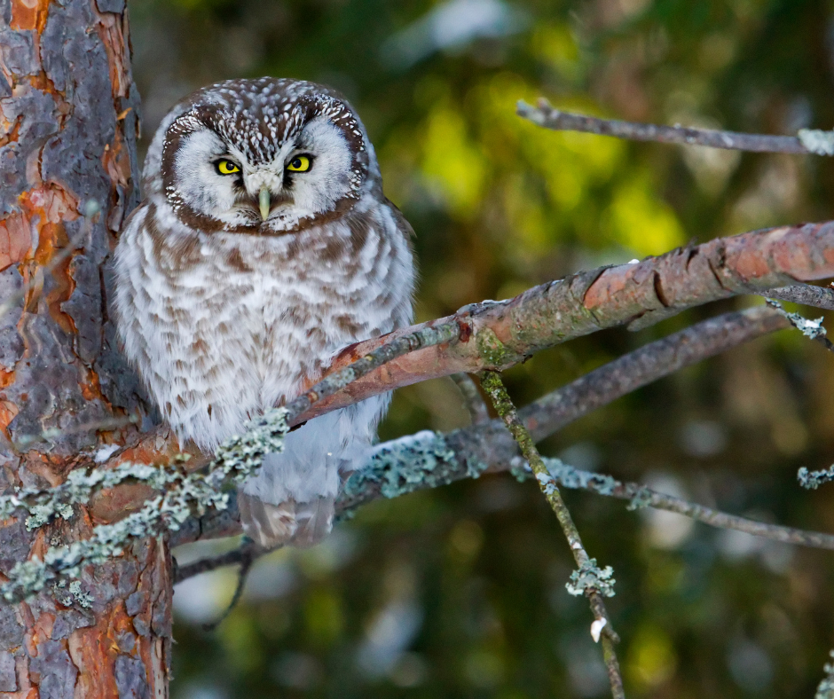 Boreal Owl Homer, Alaska