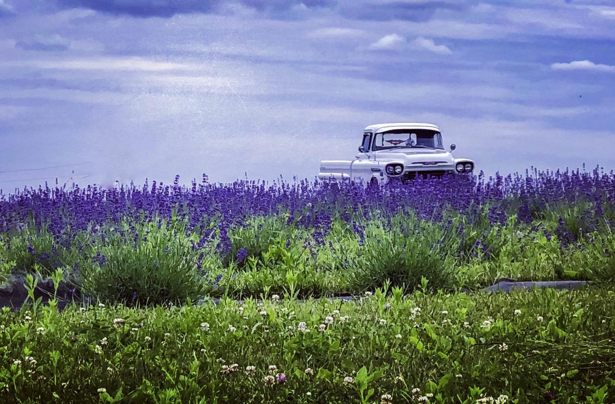 Lavender Fest at SummitWynds
