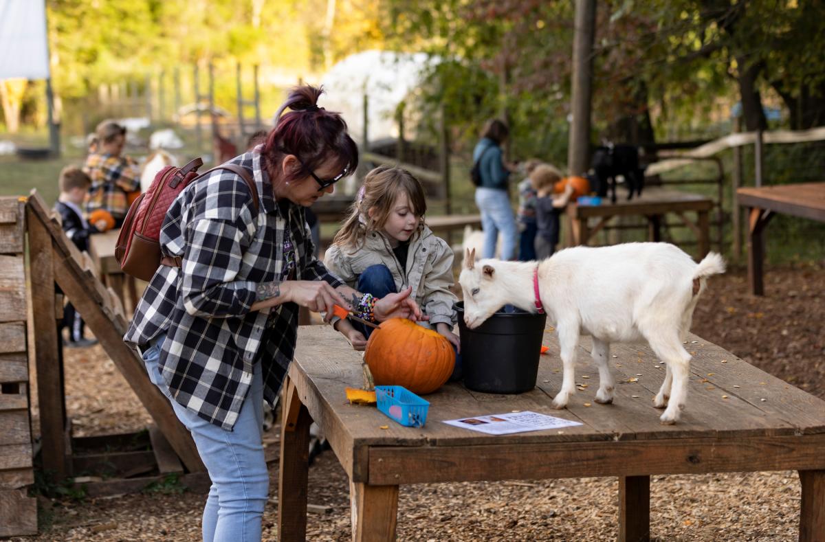 Pumpkin Carving with Goats at Spring Haven Farm